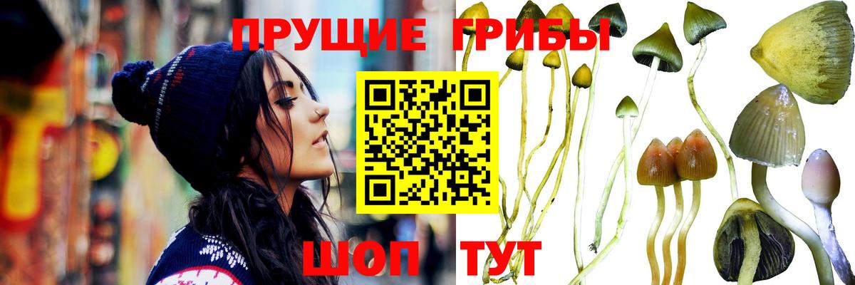 Минеральные Воды  Псилоцибиновые грибы Psilocybine cubensis  Галлюциногенные грибы Cubensis  Вход с VPN 
